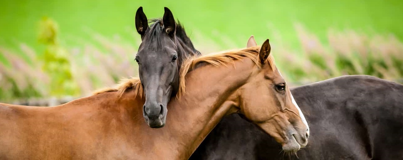 زبان بدن حیوانات اسب