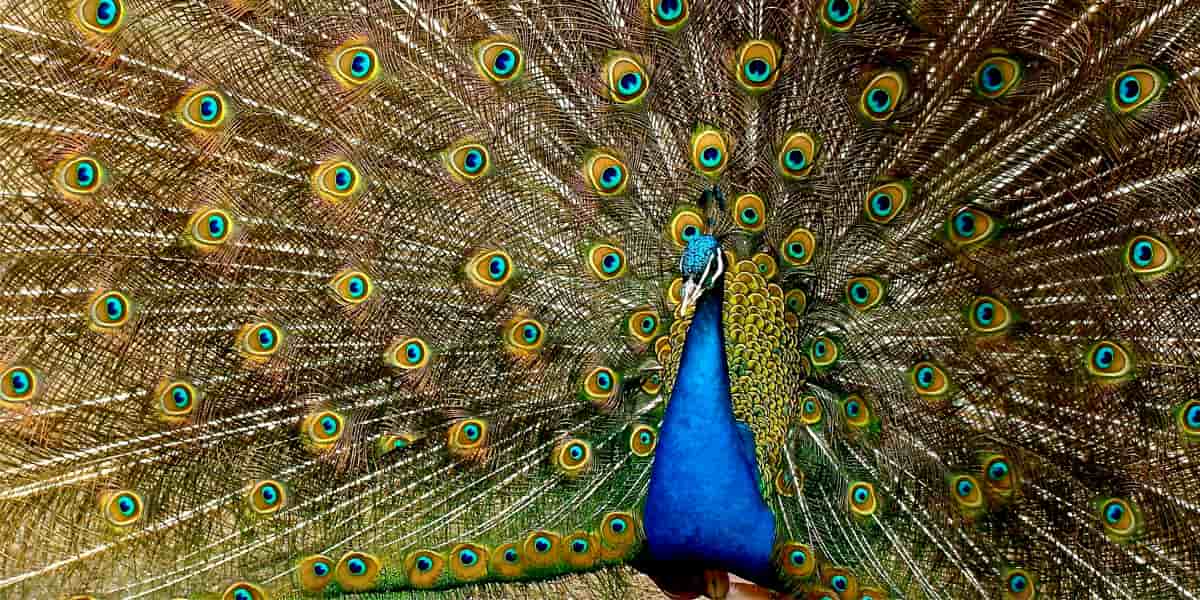 تاثیر رنگ ها در فروش